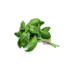 organic basil