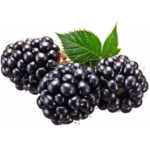 organic blackberry (1)