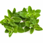 organic oregano