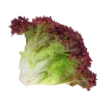 organic red butterhead lettuce 1 removebg preview
