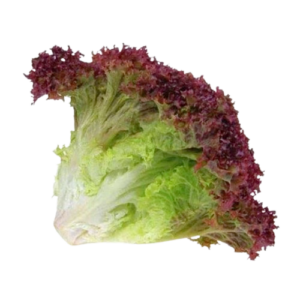 organic red butterhead lettuce 1 removebg preview