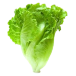 organic romaine lettuce removebg preview