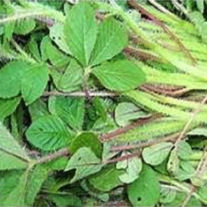 organic sagaa