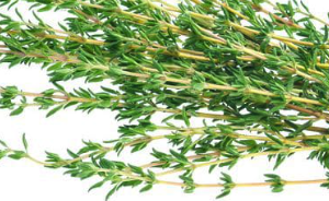 organic thyme