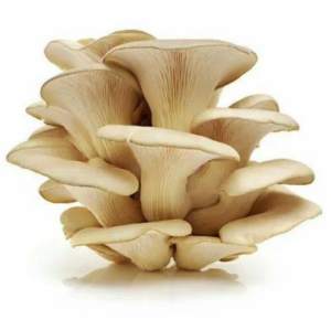 organic oyster mushroom