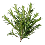 best farm rosemary product images o590007452 p612426243 1 202509101627 removebg preview