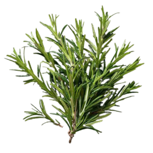 best farm rosemary product images o590007452 p612426243 1 202509101627 removebg preview