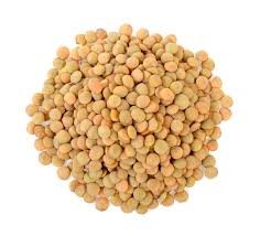 lentil
