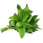 pepper mint photo