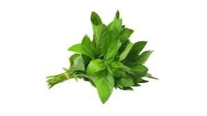 pepper mint photo
